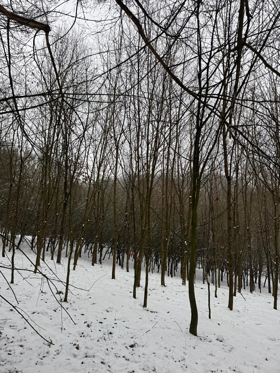Fotka 6 z 17